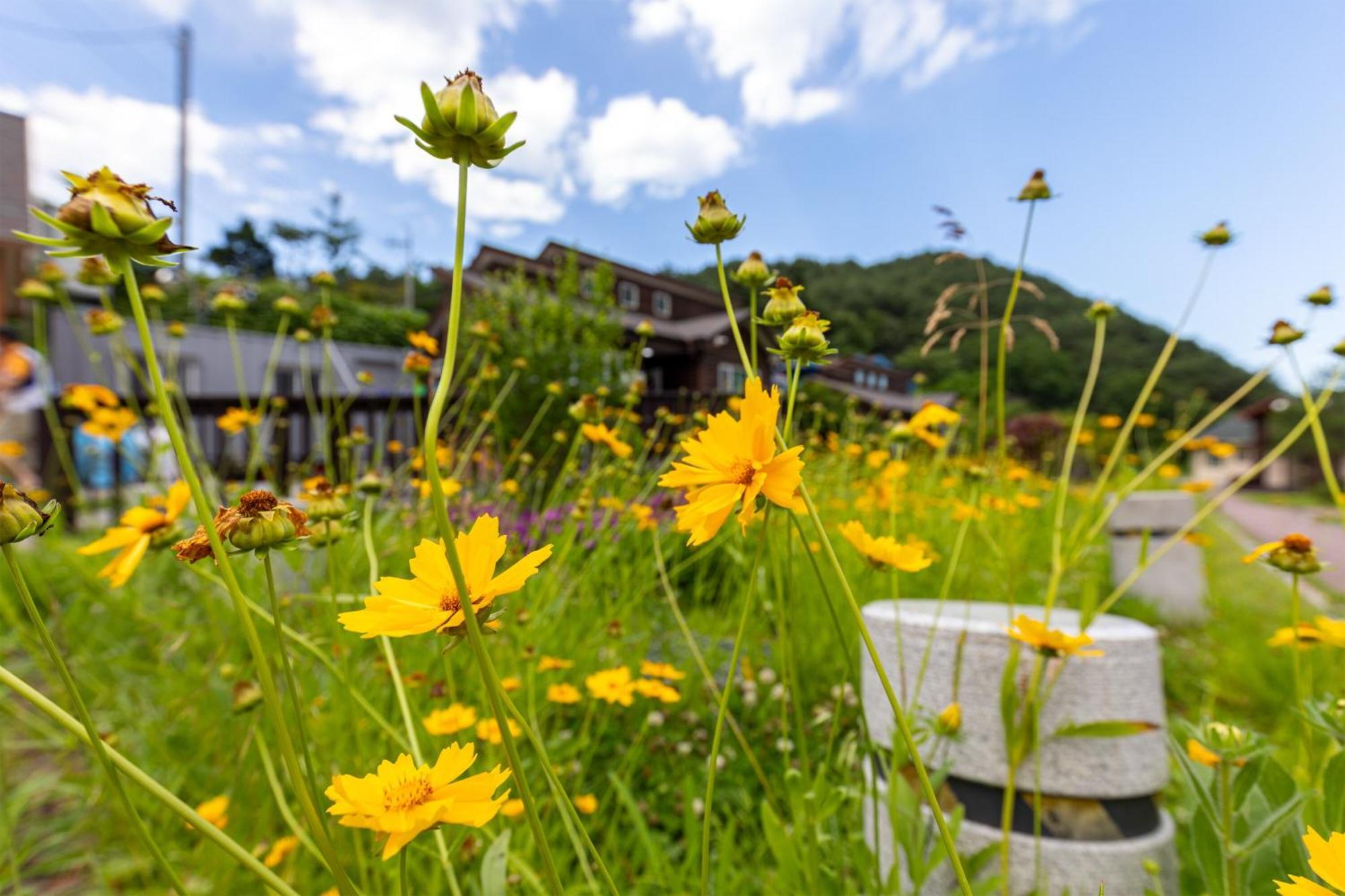 Gangneung Yasaenghwa Maeul Hotel Eksteriør billede